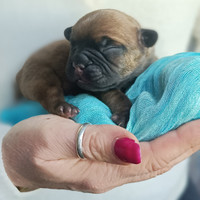 Cucciolo di bulldog francese, maschio con pedigree