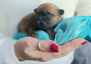 Cucciolo di bulldog francese, maschio con pedigree