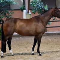 Zangersheide mare Glocks London x Air Jordan