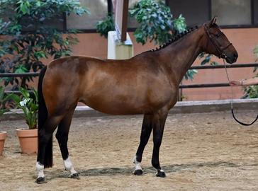 Zangersheide mare Glocks London x Air Jordan