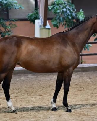 Zangersheide mare Glocks London x Air Jordan