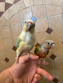 Pappagalli allevati a mano