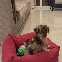 Barboncino choco merle nano