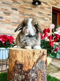 Mini Lop Ariete Nano