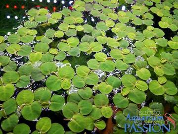 Mix di Piante galleggianti depurative per acquario