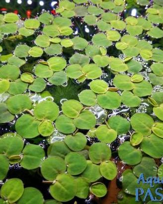 Mix di Piante galleggianti depurative per acquario