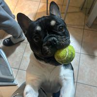 Bulldog francese maschio per monta