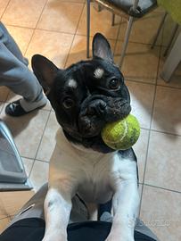 Bulldog francese maschio per monta