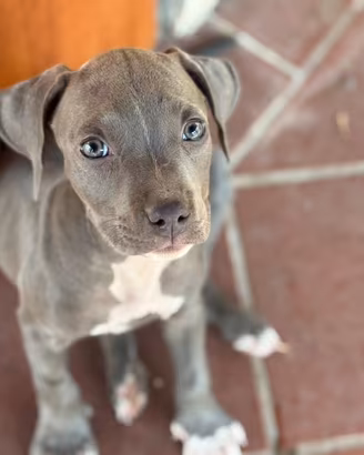 Cuccioli di Pitbull blue nose occhi ghiaccio