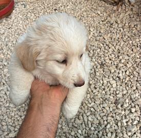 Cuccioli meticci