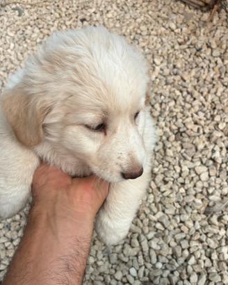 Cuccioli meticci