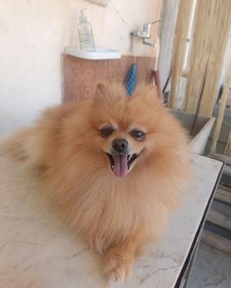 Spitz Pomerania tedesco nano