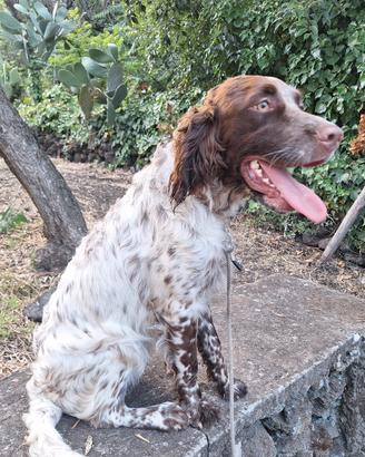 Setter inglese