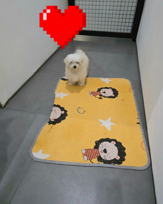 Maltesi cuccioli Pedegree Enci