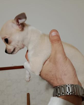 Chihuahua femmine 90 giorni