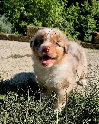 Cuccioli pastore australiano pedigree enci