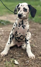 Dalmata puppies