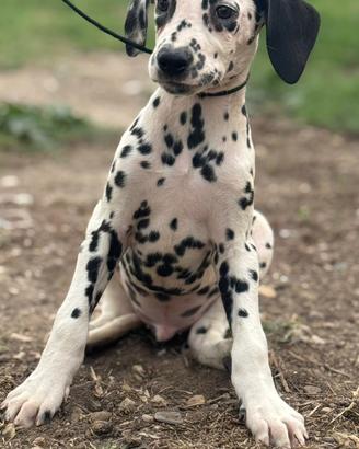 Dalmata puppies