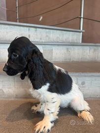 Cuccioli cocker