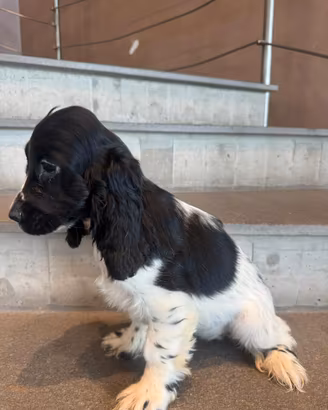 Cuccioli cocker