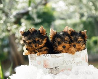 Yorkshire Terrier Cucciola-PEDIGREE ENCI,Microchip