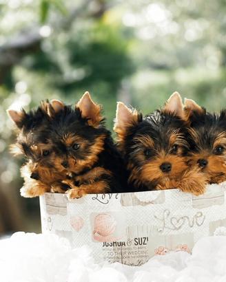 Yorkshire Terrier Cucciola-PEDIGREE ENCI,Microchip