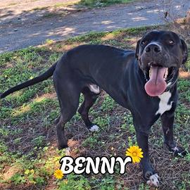 Benny 1 anno taglia media