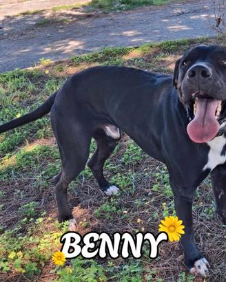 Benny 1 anno taglia media