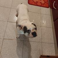 Bulldog francese per accoppiamento