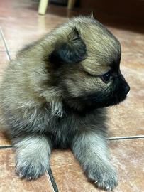 Cuccioli di volpino