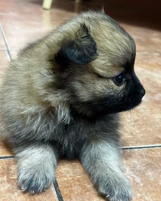 Cuccioli di volpino