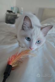 Cucciola ragdoll