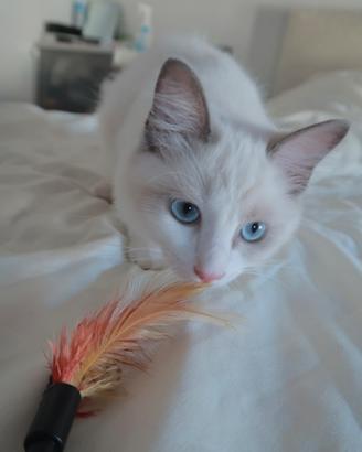 Cucciola ragdoll
