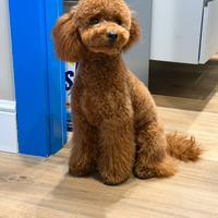 Barboncino nano disponibile per monta