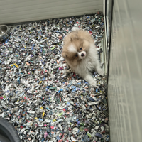 Spitz Pomerania Mini Toy femmina