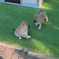 Shiba maschi e femmine