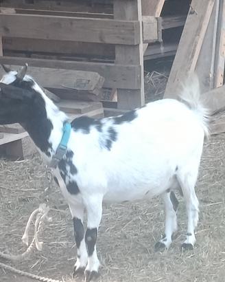 Capra nana