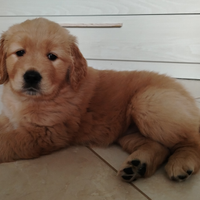 Cuccioli di golden retriver