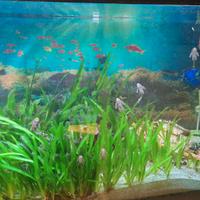 Ancistrius pinne lunghe pesce pulitore