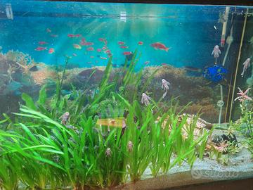 Ancistrius pinne lunghe pesce pulitore