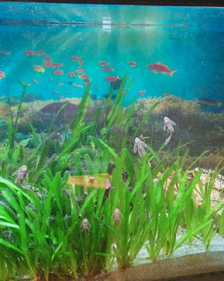 Ancistrius pinne lunghe pesce pulitore