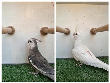 Pappagalli calopsite