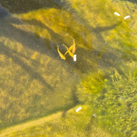 Medaka gold