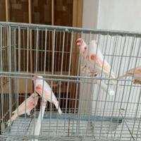 Canarini a fattore rosso