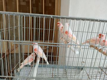 Canarini a fattore rosso