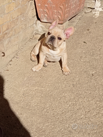 Bulldog Francese