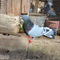 Piccioni ternani da richiamo