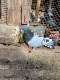 Piccioni ternani da richiamo