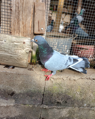 Piccioni ternani da richiamo