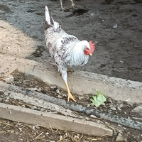Gallo livornese